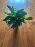 白掌一帆風(fēng)順盆栽植物室內(nèi)花卉綠植水養(yǎng)四季開花新手好養(yǎng)活 白掌1盆（繁星盆） 曬單實拍圖
