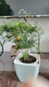 綠有意 綠植盆栽辦公室桌面室內(nèi)高端水培北歐風(fēng)發(fā)財(cái)樹綠蘿盆栽奶油風(fēng) 文竹【淡藍(lán)小方吸水盆】 曬單實(shí)拍圖