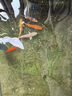 錦鯉魚活體觀賞魚活魚小型易養(yǎng)冷水淡水魚小魚苗錦鯉金魚好看錦鯉 10-12cm 六色錦鯉套餐6條 曬單實拍圖