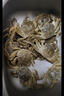 【活蟹】陽澄姑娘大閘蟹 現(xiàn)貨鮮活大螃蟹公母蟹 海鮮水產(chǎn)生鮮禮盒 公蟹5.0-5.3兩母蟹4.0-4.3兩 5對10只裝 曬單實(shí)拍圖