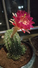 萌卉植開花仙人球帶花苞多肉植物帶盆陽臺(tái)庭院盆栽室內(nèi)辦公室綠植緋花玉 阿爾特娜寬約7cm高約9cm【帶花苞】 簡(jiǎn)易盆發(fā)貨 曬單實(shí)拍圖
