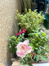 月季花苗四季開(kāi)花大花濃香型灌木月季苗庭院陽(yáng)臺盆栽地栽玫瑰花苗 護身符【微月小花，多季節開(kāi)花】 扦插小苗15-25cm高 1棵 曬單實(shí)拍圖