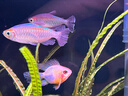 坤寧王*魚(yú)鹽水族專(zhuān)用鹽魚(yú)缸殺菌消毒粗鹽凈水片水質(zhì)凈化劑海鹽養魚(yú) 2斤 曬單實(shí)拍圖