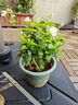 臨雅茉莉花盆栽老樁室內(nèi)花卉陽臺花苗虎頭綠植物好養(yǎng)160#原盆源頭直發(fā) 曬單實拍圖
