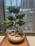 真柏盆栽迎客松室內客廳辦公室桌面盆景綠植四季常青展廳裝飾擺件 境林藝術(shù)5層真柏+底座 帶盆栽好 曬單實(shí)拍圖