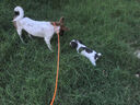 petlimit寵物p鏈p繩狗狗牽引繩遛狗鏈子小中大型訓(xùn)犬防爆沖 桔色1.8米 曬單實(shí)拍圖
