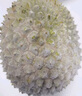 京東超市貓山王榴蓮馬來(lái)西亞D197新鮮冷凍2.5-3斤保4房生鮮水果中秋禮品 曬單實(shí)拍圖