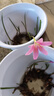 遇水即活養(yǎng)花花卉水培玫瑰花室內(nèi)懶人水培植物水養(yǎng)辦公室綠植盆栽 紅色【濃香】 300天+花期【6顆玫瑰種球苗】+營(yíng)養(yǎng)液 曬單實(shí)拍圖