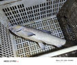 漢鼎一號6代碳素抄網(wǎng)輕硬釣魚綜合加強(qiáng)抄網(wǎng)魚竿抄網(wǎng)桿伸縮抄網(wǎng)竿抄網(wǎng) 1.8m 40cm 帶網(wǎng)頭【綜合版】 曬單實(shí)拍圖