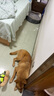 狗狗伊麗莎白圈加深大型犬狗狗防舔防咬項圈大號軟圈柔軟夏季脖套 （藍色） L-內圈可調節(jié)23-46cm 曬單實拍圖