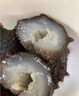 疊嶼 半干海參鹽漬刺參拉缸鹽深海底播滋補非即食大連海產(chǎn)干貨家庭裝 20頭左右/500g 曬單實拍圖