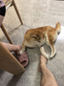 十月結(jié)晶 嬰兒勺子寶寶硅膠軟勺新生兒喂水小勺子兒童餐具輔食軟頭 水蜜桃粉（兩個裝）+收納盒 曬單實拍圖