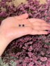 timebetter深寶藍銀耳釘女款通用男士耳環(huán)簡(jiǎn)約六爪生日禮物高級感濃郁閃亮 深寶藍銀耳釘/主石直徑約6mm 925銀材質(zhì) 曬單實(shí)拍圖