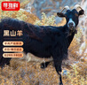 尋灘鮮寧夏灘羊肉 新鮮黑山羊32斤 全羊整只 清真 中秋禮盒 源頭直發(fā) 曬單實拍圖