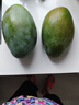 【新鮮上市】正宗攀枝花凱特芒果新鮮水果 帶箱2斤200g+ 曬單實拍圖