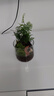 八芽趣味鮮活苔蘚微型景觀創(chuàng)意室內(nèi)桌面生態(tài)綠植盆栽盆景懶人好養(yǎng)植物 山野人家 帶玻璃杯 曬單實拍圖