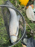 西部風(fēng)鯽鯉魚(yú)餌黑坑顆粒江河野釣打窩料 老壇谷麥（麝香) 450g /包 曬單實(shí)拍圖