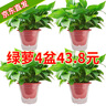 雙盟綠蘿盆栽除甲醛花卉綠植辦公室新房?jì)艋諝?60加高4盆裝源頭直發(fā) 曬單實(shí)拍圖