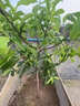 蜂糖李子樹(shù)苗南北方種植嫁接錢(qián)排三華李樹(shù)苗特大早晚熟當年結果樹(shù) 1.5-2公分粗 嫁接李子樹(shù)苗【品種備注】 曬單實(shí)拍圖