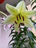 柏農重瓣香水百合花種球四季開(kāi)花好養易活盆栽鮮花庭院綠植物花卉種子 百合球1個(gè)包活下單可以備注品種 曬單實(shí)拍圖