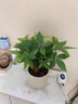 花翁招財(cái)好運(yùn)盆景綠植盆栽A級(jí)大盆三桿發(fā)財(cái)樹（極簡(jiǎn)豎紋盆）源頭直發(fā) 曬單實(shí)拍圖