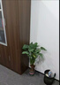 水培植物千手觀音盆栽凈化空氣室內(nèi)大葉滴水觀音龜背竹綠植吸甲醛 單顆5到6頭老樁40-50cm 曬單實拍圖