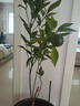 CHUANGSHIJI沙糖桔樹(shù)苗南方北方種植橘子樹(shù)苗柑桔果樹(shù)果苗嫁接砂糖地栽盆栽 3年苗 (當年結果) 81cm(含)-110cm(含) 曬單實(shí)拍圖