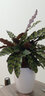 曼杉園（manshanyuan） 竹芋 觀葉植物 貓眼竹芋喜陰植物盆栽室內(nèi)客廳盆栽青蘋果 簡盆 雙線竹芋 含育苗盆 曬單實拍圖