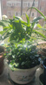 四季常青金魚(yú)花吊蘭盆栽室內綠植花卉多肉植物發(fā)財樹(shù)好養易活客廳 金魚(yú)吊蘭【整盆20-30顆】原盆土 曬單實(shí)拍圖