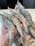 鮮京采【超28天全額退】 28天鮮凍蝦 2斤裝 40-60只 源頭直發(fā) 北海大蝦  曬單實(shí)拍圖