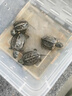 京小米森活營養(yǎng)龜糧石金錢烏龜飼料鱷龜糧巴西龜料甲魚飼料水陸幼龜魚蝦干龜 誘食型小龜開口糧小粒350ML 曬單實(shí)拍圖