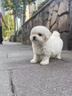 寵邁鑫純種比熊幼犬小型小體活物卷毛血統(tǒng)比熊犬茶杯寵物狗狗長不大可愛 血統(tǒng)級(jí) 比熊 公 曬單實(shí)拍圖