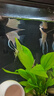 米家智能桌面魚缸小米生態(tài)魚缸小型智能專業(yè)背濾一體缸自循環(huán) 曬單實(shí)拍圖