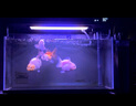 AMTRA TECHNIK德國(guó)安彩壁掛過濾器ex450魚缸過濾器龜缸低水位 EX450 標(biāo)準(zhǔn)款【內(nèi)含濾材】 曬單實(shí)拍圖