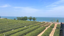 張一元茶葉茉莉花茶毛尖新春茶冷泡濃香型伴手茶禮送禮品特種200g金罐裝 曬單實拍圖