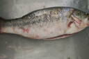 鮮活沖浪河鱸魚400-500g/條 曬單實(shí)拍圖