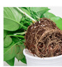 雙盟綠蘿盆栽除甲醛花卉綠植辦公室新房?jì)艋諝?80加侖4盆裝源頭直發(fā) 曬單實(shí)拍圖