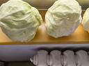 諸氏橙品【有機(jī)】綠甘藍(lán) 新鮮蔬菜包菜卷心菜圓白菜 涼拌沙拉食材有機(jī)蔬菜 （3份*500g/份）涼拌伴侶 曬單實(shí)拍圖