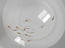 寵小俠純種孔雀魚觀賞魚好養(yǎng)耐活淡水小型魚熱帶魚鳳尾熱帶魚小魚苗 練手孔雀2-3cm15條（10送5備損） 曬單實拍圖
