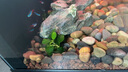 米家（MIJIA）智能生態(tài)魚缸還原自然生態(tài)智能魚缸+米家生化濾芯 曬單實拍圖