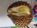 同甘園泰國進(jìn)口金枕榴蓮新鮮榴蓮整個(gè)帶殼榴蓮熱帶水果 3-4斤精品老樹果（包3-4房） 曬單實(shí)拍圖