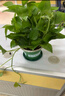 雙盟綠蘿盆栽除甲醛花卉綠植辦公室新房?jì)艋諝?80加侖2盆裝源頭直發(fā) 曬單實(shí)拍圖