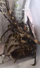 鮮京采 鮮活越南小青龍 凈重300-400g/只 保鮮不?；?海鮮七夕 源頭直發(fā) 曬單實(shí)拍圖