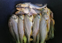 冰鮮部族小黃魚(yú) 新鮮冷凍海鮮深海黃花魚(yú) 活魚(yú)速凍燒烤食材 【新鮮海捕】深海小黃魚(yú)4斤凈重 曬單實(shí)拍圖