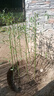 瑯闕竹子樹(shù)苗四季青竹北方庭院綠化植物樹(shù)苗盆栽耐寒四季常青源頭直發(fā) 曬單實(shí)拍圖
