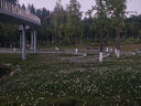 陽(yáng)凈【陶瓷盆】發(fā)財樹(shù)盆栽他批室內植物大棵客廳招財植物前臺綠植喬遷 【5年精品】S級三桿發(fā)財樹(shù)(原盆+招財吊牌) 曬單實(shí)拍圖
