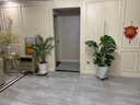 龜背竹盆栽大型室內(nèi)客廳植物綠植庭院前臺(tái)老樁提根巨葉 老樁龜背竹1-1.1米【原盆】 曬單實(shí)拍圖
