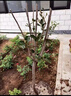 毓耘柿子樹(shù)苗庭院耐寒景觀(guān)特大柿子樹(shù)南北方種植甜柿子果樹(shù)苗 柿子樹(shù)【4公分粗】 曬單實(shí)拍圖