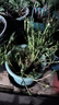 重瓣混色太陽花苗帶根盆栽苗四季開花陽臺大花植物帶花苞室內(nèi)庭院 混色重瓣帶根：【16顆】可開6-15色+花肥 曬單實拍圖