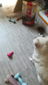 麥富迪 狗糧 無(wú)谷牛肉雙拼糧全價(jià)成犬糧 小型犬成犬糧4.5kg 曬單實(shí)拍圖